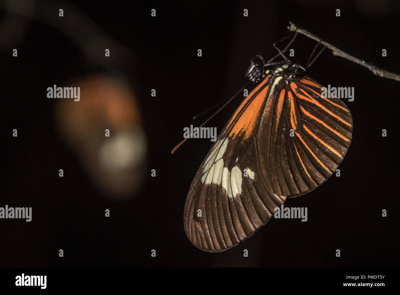 Passion vine butterflies in the Heliconius genus roost together at night.  They are toxic and distasteful to predators. Stock Photo