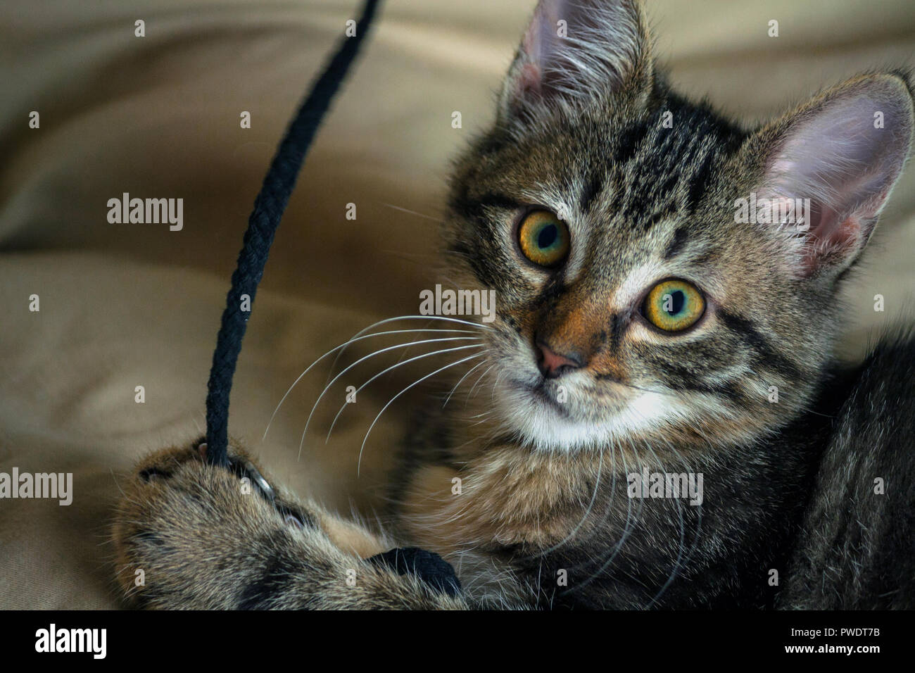 small mongrel kitten lying, looking at the camera, big ears and an orange nose, a striped animal, in the background a yellowish tint fabric, portrait, Stock Photo