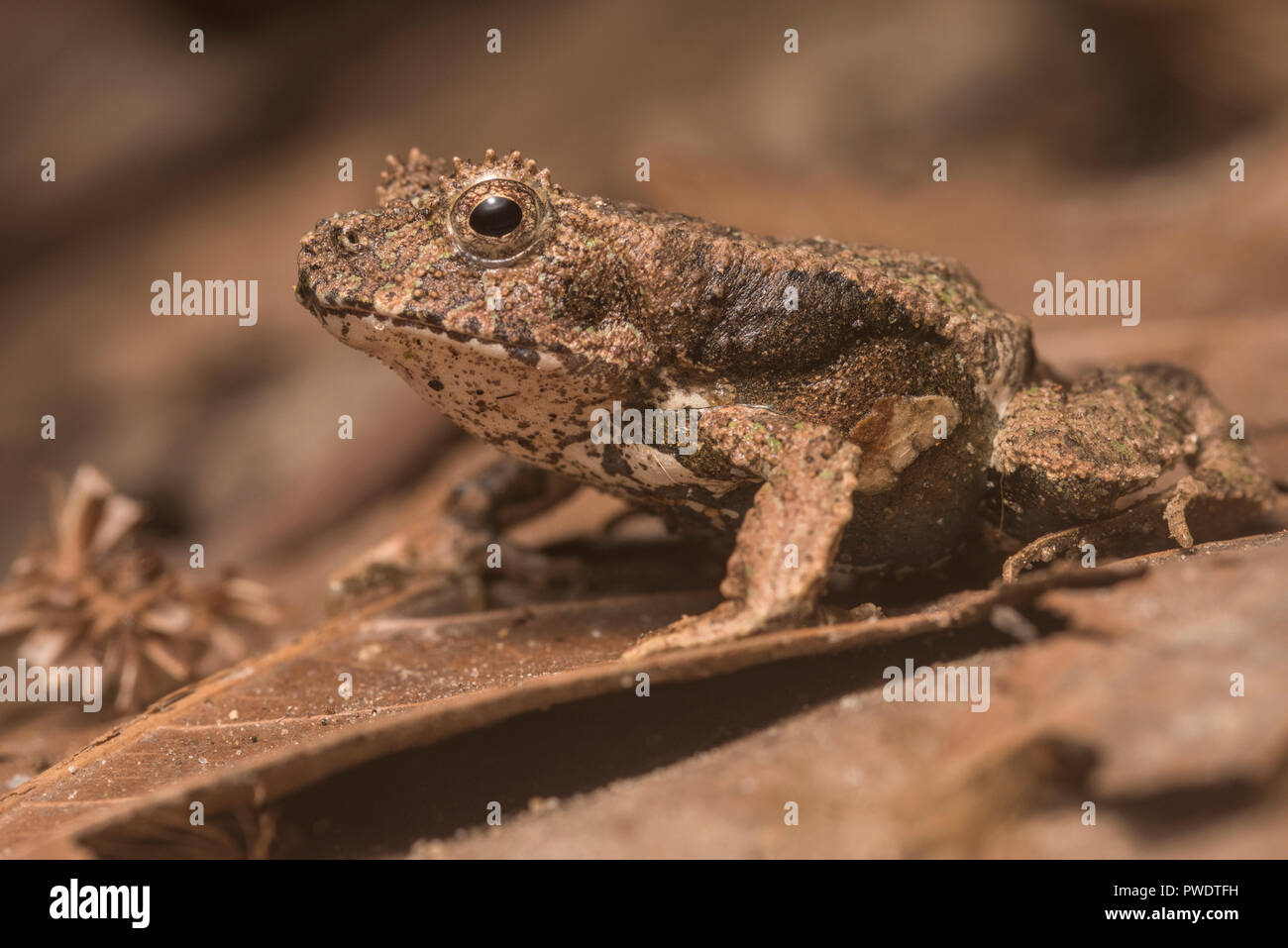 Perez's snouted frog (Edalorhina perezi) is a cryptic species from the jungles of the Amazonian basin. It is well camouflaged on the forest floor. Stock Photo