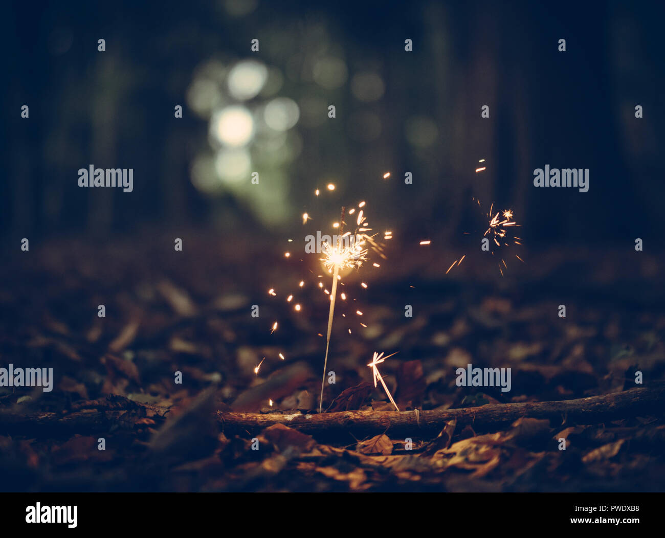 Closeup Of Little Light In Dark Forest Stock Photo Alamy