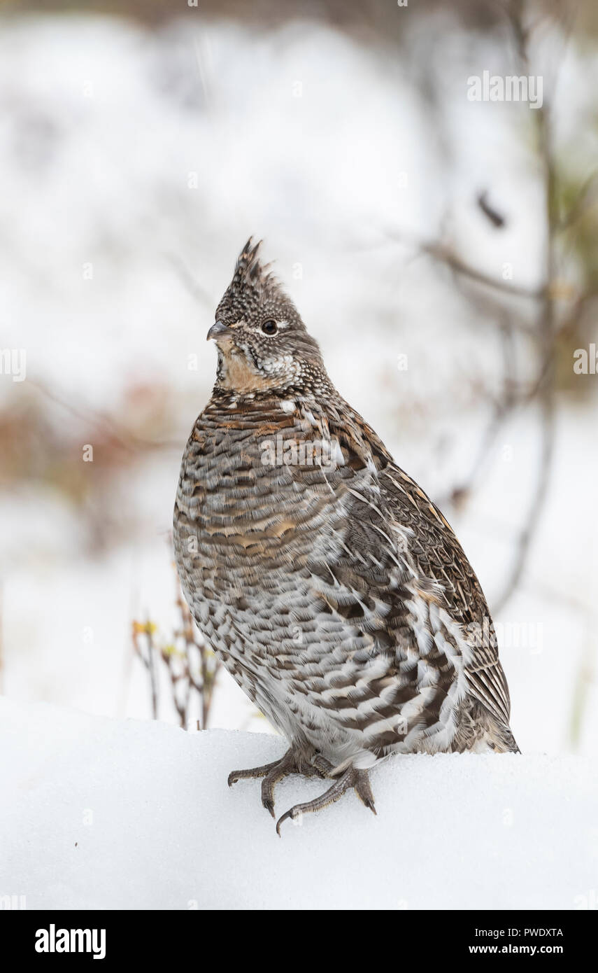 Ruffed Grouse (Bonasa umbellus), Glacier National Park, Montana Stock Photo