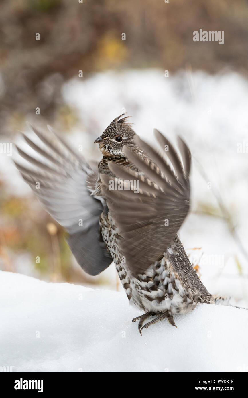 Drumming Ruffed Grouse (Bonasa umbellus), Glacier National Park, Montana Stock Photo