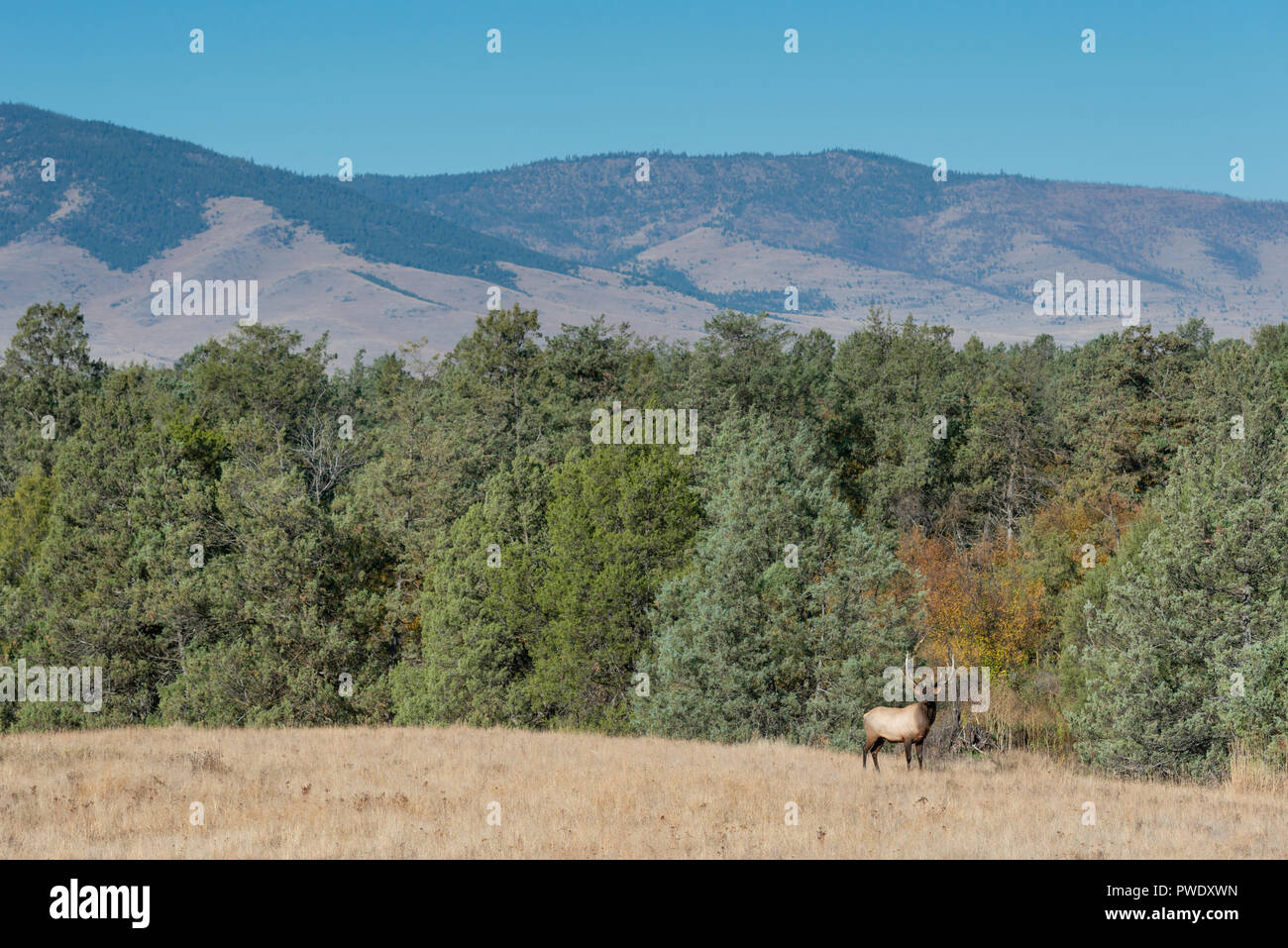 Rocky Mountain Bull Elk (Cervus canadensis nelsoni), North America Stock Photo