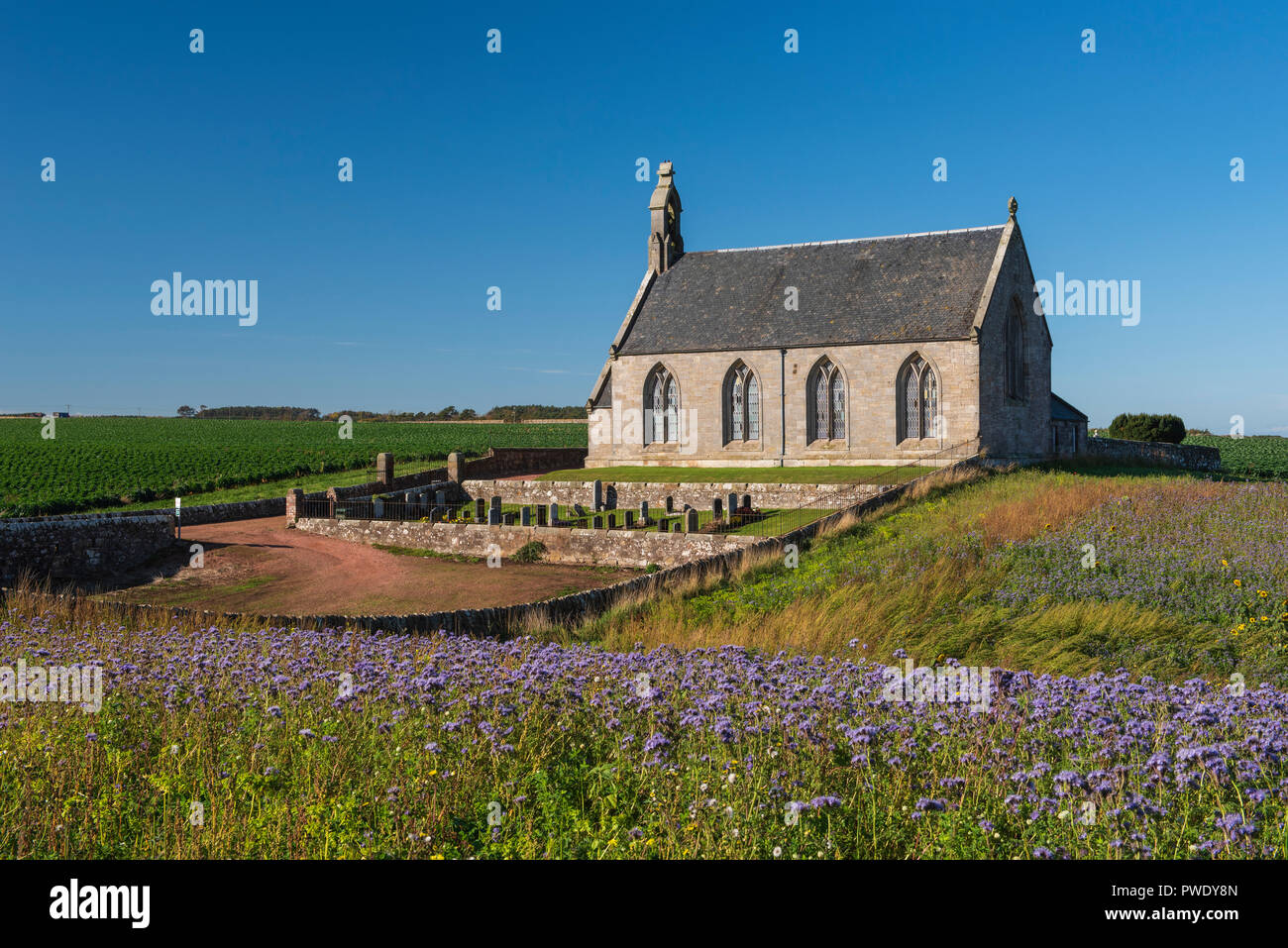Field of Phacelia and Sunflowers  by Boarhills Church, St Andrews, Fife, Scotland. Stock Photo