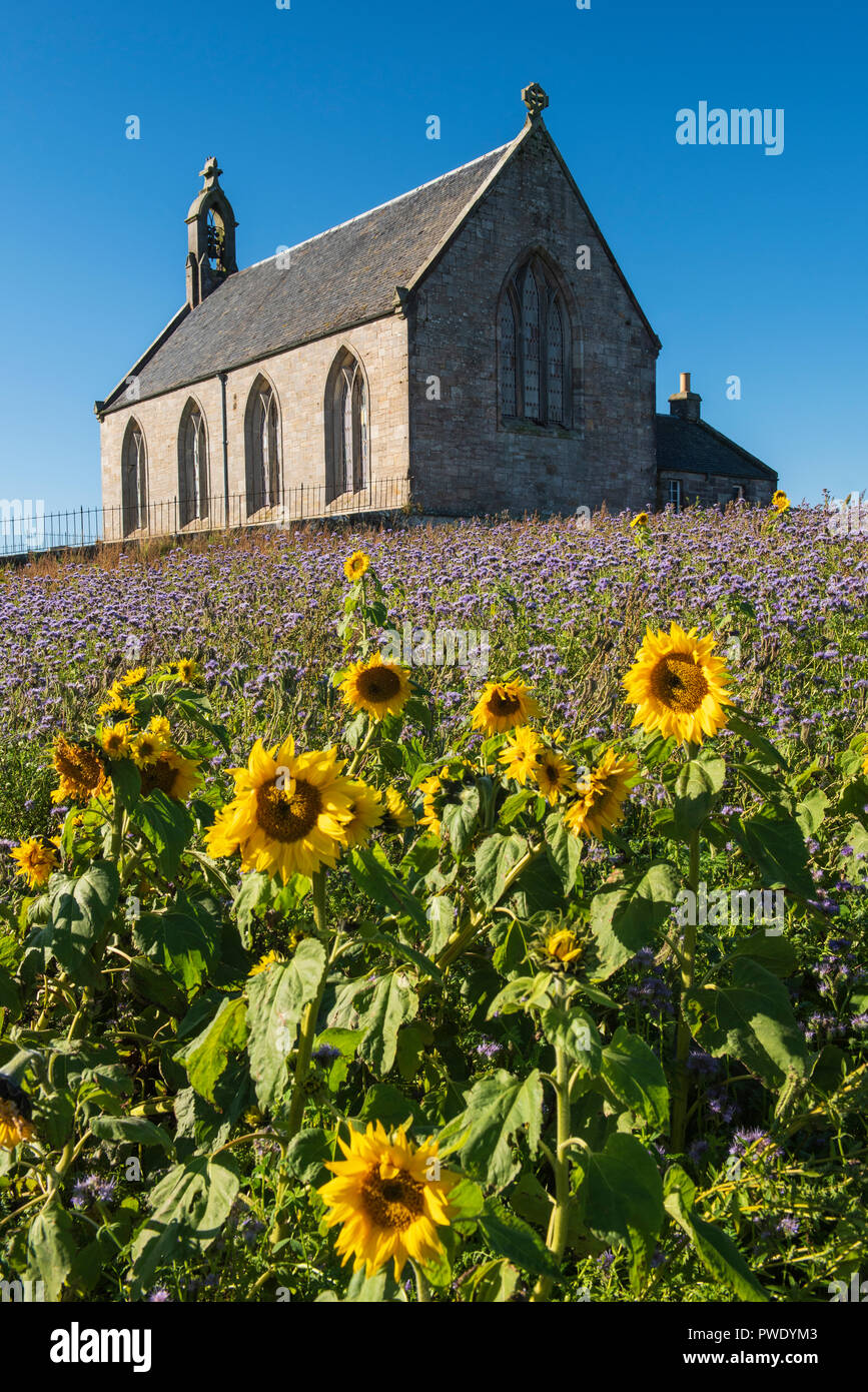 Field of Phacelia and Sunflowers  by Boarhills Church, St Andrews, Fife, Scotland. Stock Photo