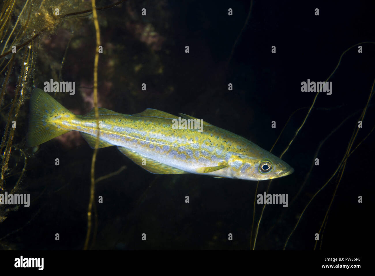 Norwegian Sea, Northern Atlantic, Norway. 5th Aug, 2018. Atlantic Pollock or European Pollock Credit: Andrey Nekrasov/ZUMA Wire/Alamy Live News Stock Photo