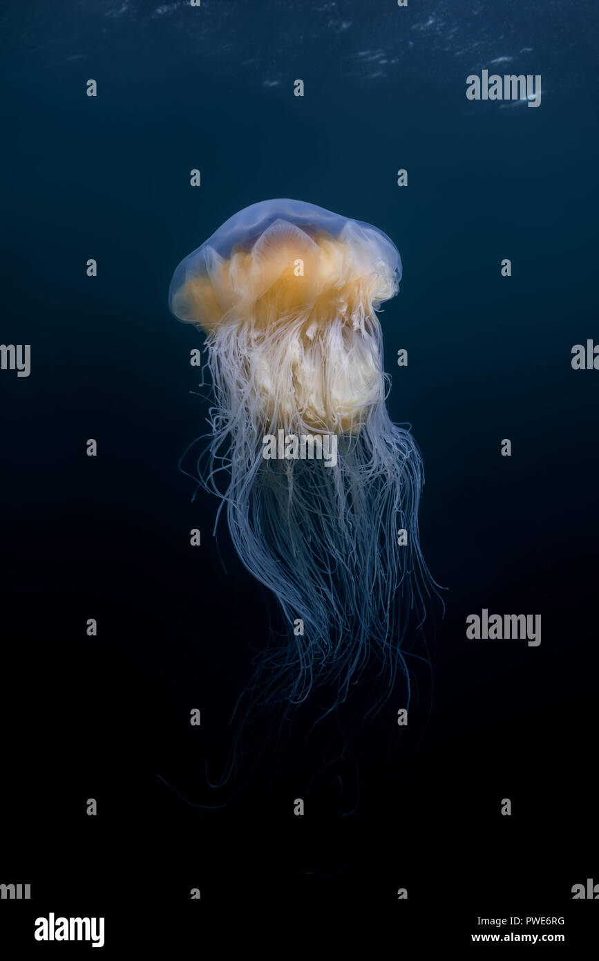 Norwegian Sea, Northern Atlantic, Norway. 10th Aug, 2018. Lion's mane jellyfish (Cyanea capillata, Cyanea arctica) in the blue water Credit: Andrey Nekrasov/ZUMA Wire/Alamy Live News Stock Photo