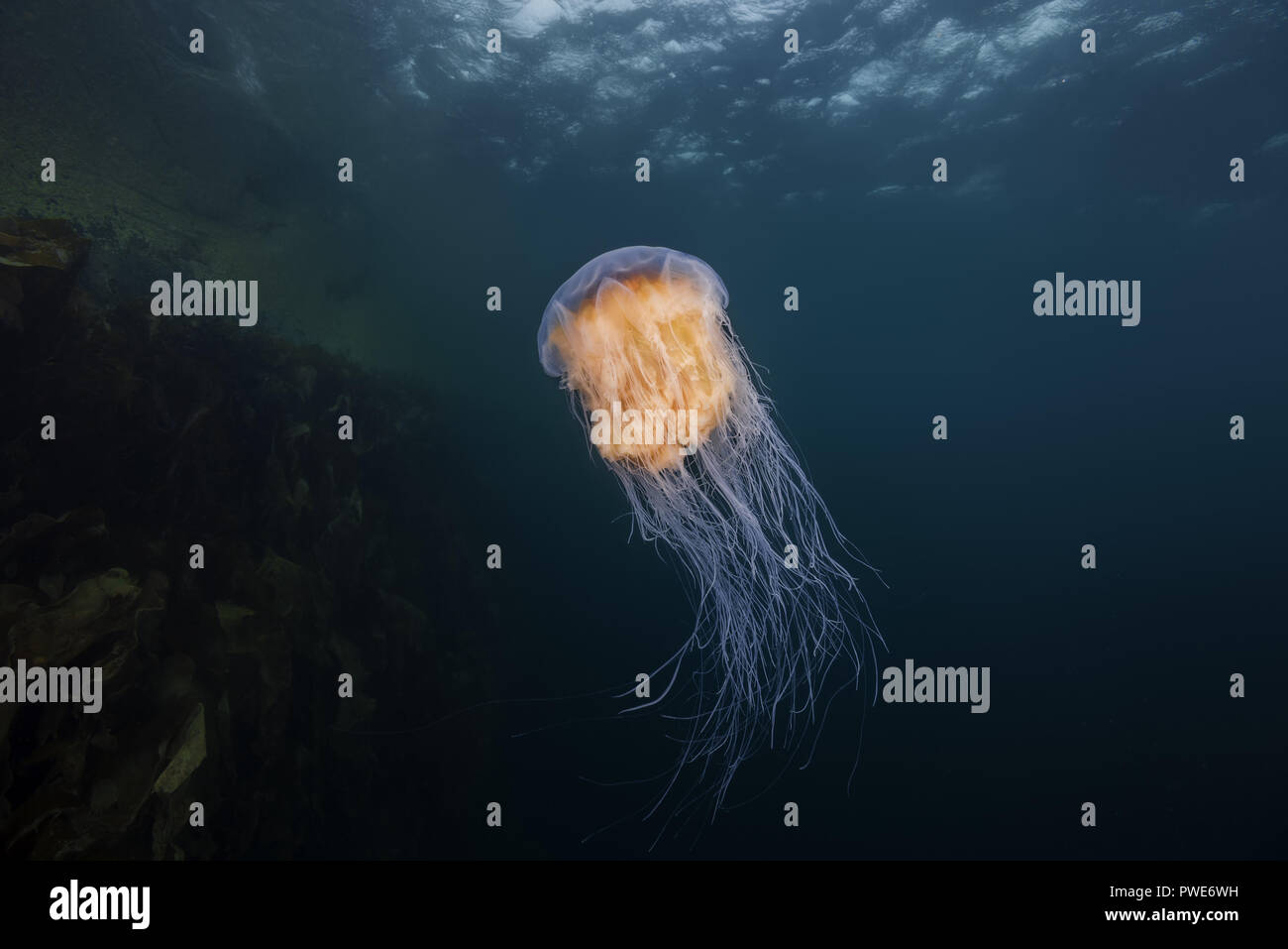 Norwegian Sea, Northern Atlantic, Norway. 10th Aug, 2018. Lion's mane jellyfish (Cyanea capillata, Cyanea arctica) in the blue water near reef Credit: Andrey Nekrasov/ZUMA Wire/Alamy Live News Stock Photo