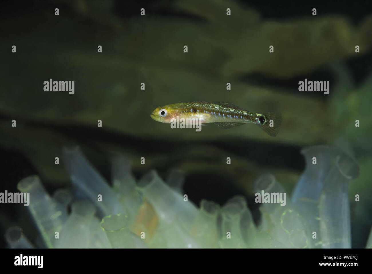 Norwegian Sea, Northern Atlantic, Norway. 8th Aug, 2018. Two spotted Goby (Gobiusculus flavescens) swim over colony of Transparent sea squirt or Yellow Sea Squirt Credit: Andrey Nekrasov/ZUMA Wire/Alamy Live News Stock Photo