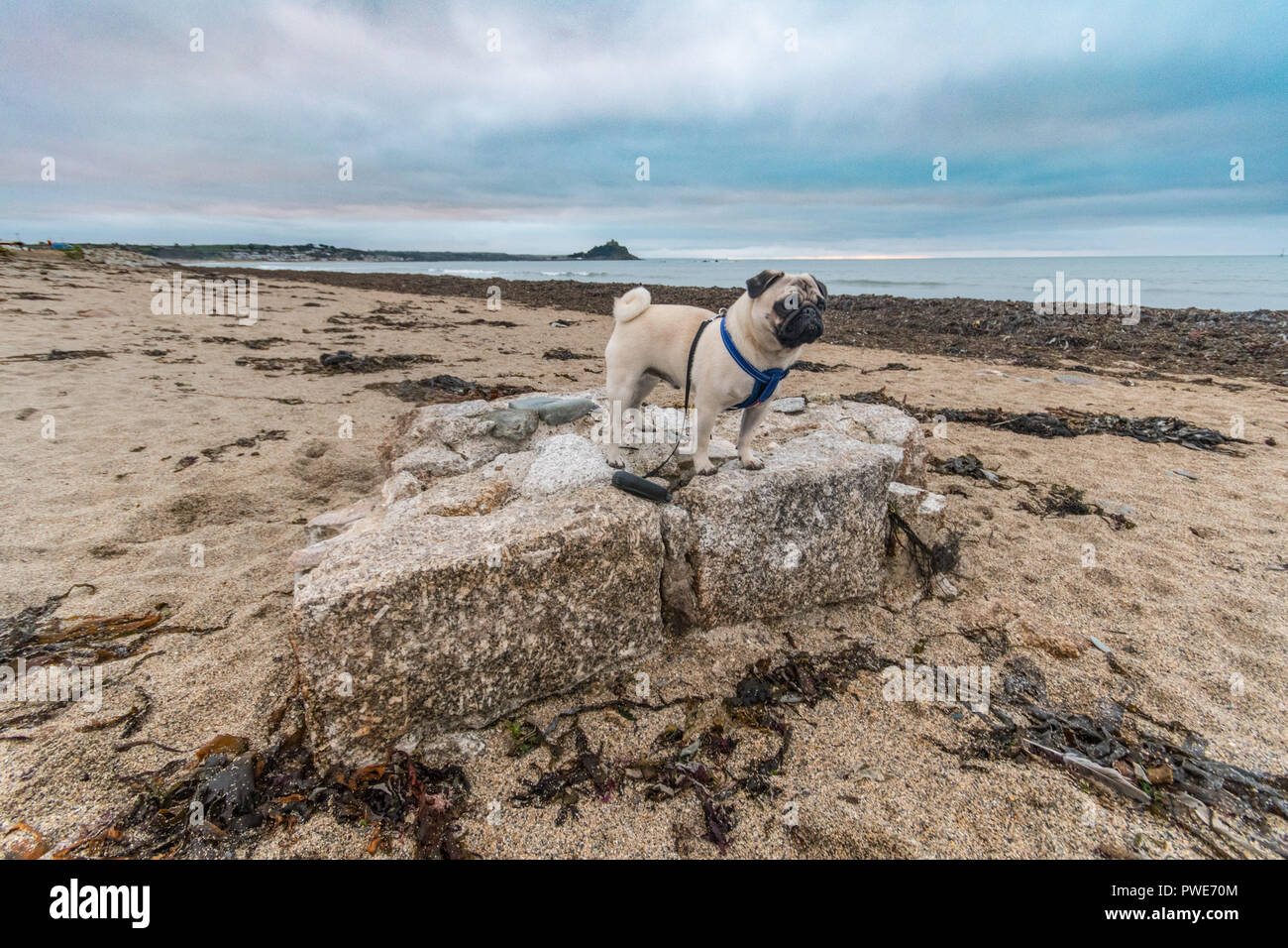 Longrock, Cornwall, UK. 16th October 2018. UK Weather. In the aftermath of Storm Callum part of a granite wall was found on the beach at Longrock. Estimated to weigh over 8 tons, it shows the power of the storm and waves that pounded the Cornish coast. Standing onthe rock is Titan the pug out for his morning walk at sunrise. Credit: Simon Maycock/Alamy Live News Stock Photo