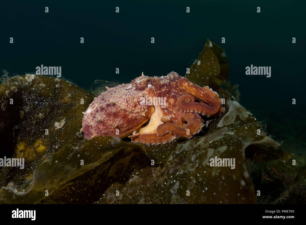 Lesser octopus hi-res stock photography and images - Alamy
