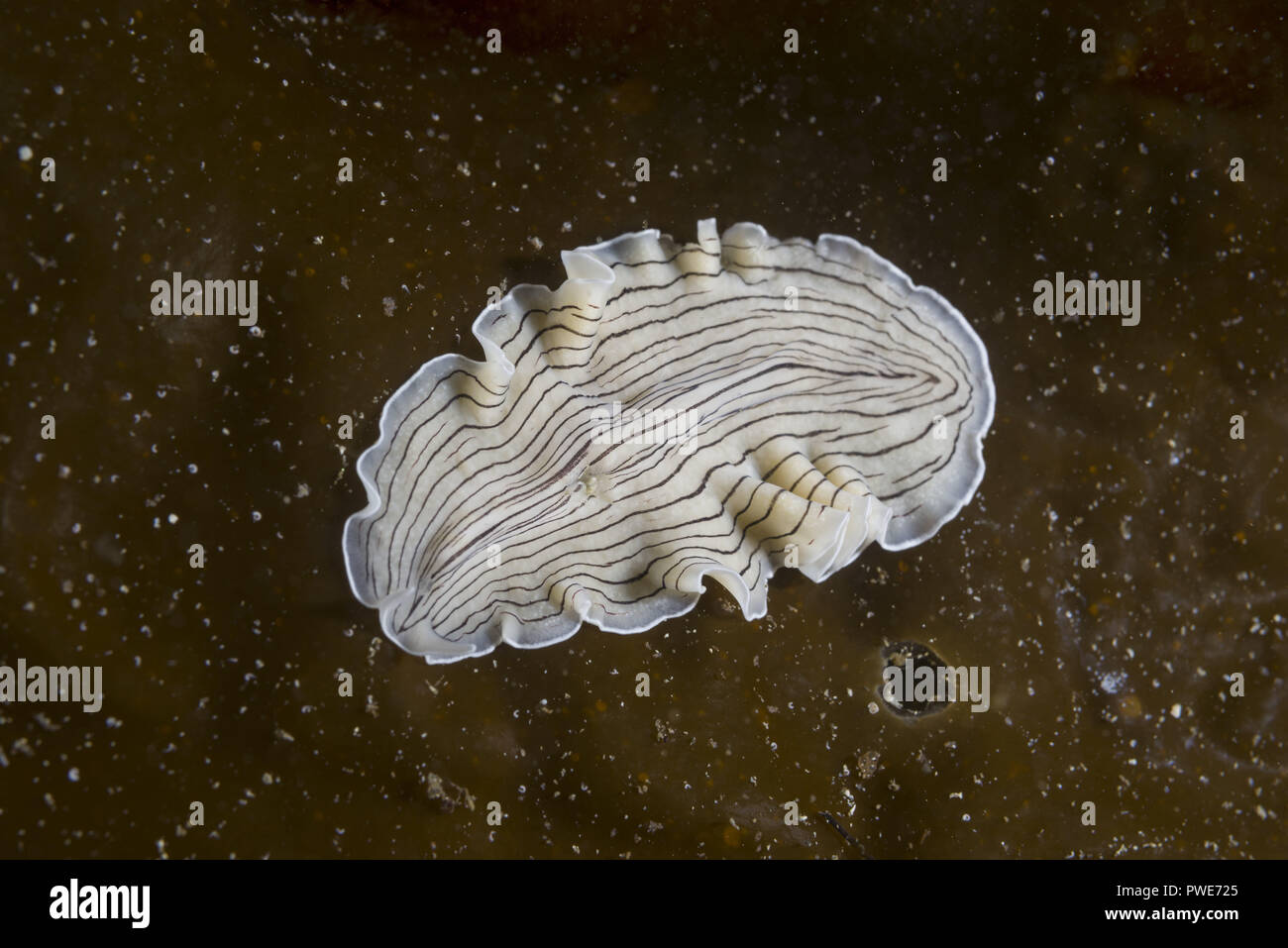 Norwegian Sea, Northern Atlantic, Norway. 8th Aug, 2018. Candy Striped Flatworm (Prostheceraeus vittatus) on laminaria. Credit: Andrey Nekrasov/ZUMA Wire/Alamy Live News Stock Photo
