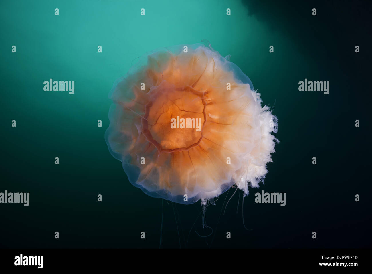 Norwegian Sea, Northern Atlantic, Norway. 10th Aug, 2018. Lion's mane jellyfish Credit: Andrey Nekrasov/ZUMA Wire/Alamy Live News Stock Photo