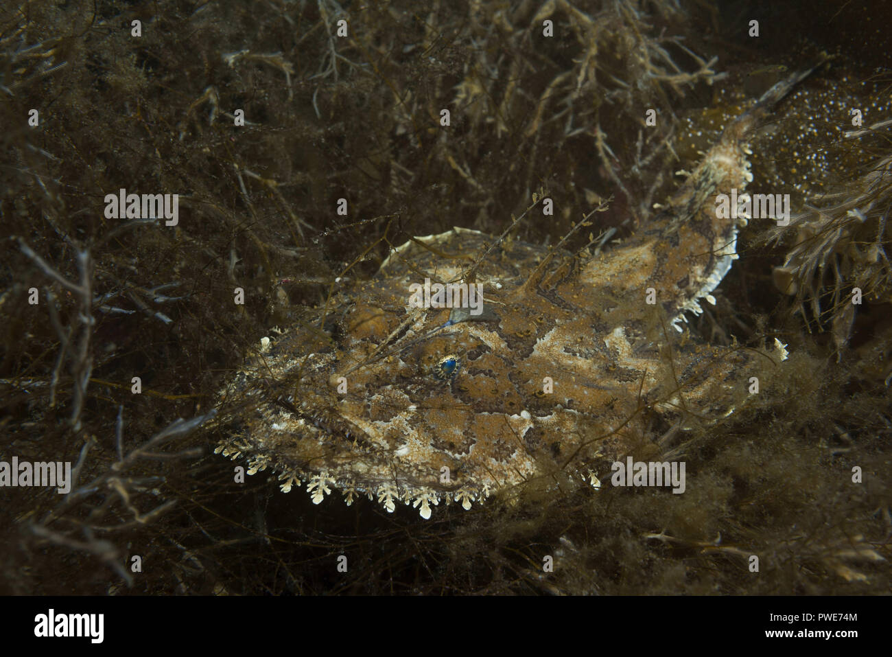 Norwegian Sea, Northern Atlantic, Norway. 26th Dec, 2010. Monkfish or Angler fish (Lophius piscatorius) lies on the seaweed Credit: Andrey Nekrasov/ZUMA Wire/Alamy Live News Stock Photo