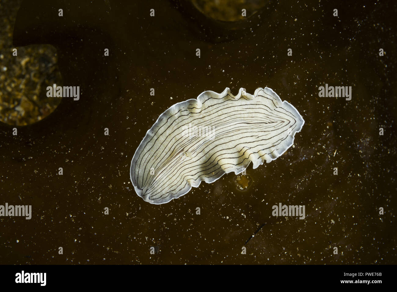 August 8, 2018 - Norwegian Sea, Northern Atlantic, Norway - Candy Striped Flatworm (Prostheceraeus vittatus) on laminaria. (Credit Image: © Andrey Nekrasov/ZUMA Wire) Stock Photo