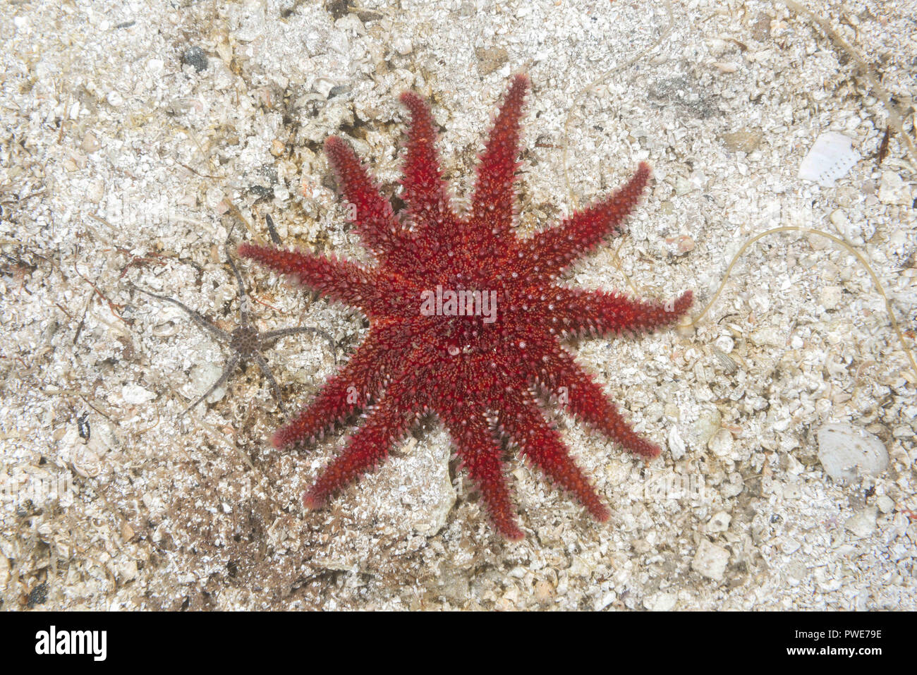 Norwegian Sea, Northern Atlantic, Norway. 9th Aug, 2018. Snowflake Star or Common Sun Star (Crossaster papposus) on sandy bottom Credit: Andrey Nekrasov/ZUMA Wire/Alamy Live News Stock Photo