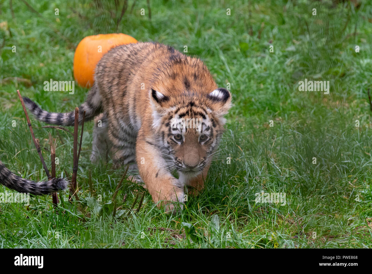 Whipsnade, United Kingdom. 16 October 2018. Keepers at ZSL Whipsnade Zoo carved huge pumpkins for each of the Zoo’s three endangered Amur tiger cubs, Dmitri, Makari and Czar. The Zoo’s spirited group of ring-tailed lemurs, so named after the ghosts of Roman mythology (lemures), also got in on the action. Keepers prepared a series of small pumpkins, filled with raisins and other tasty treats. Credit: Peter Manning/Alamy Live News Stock Photo