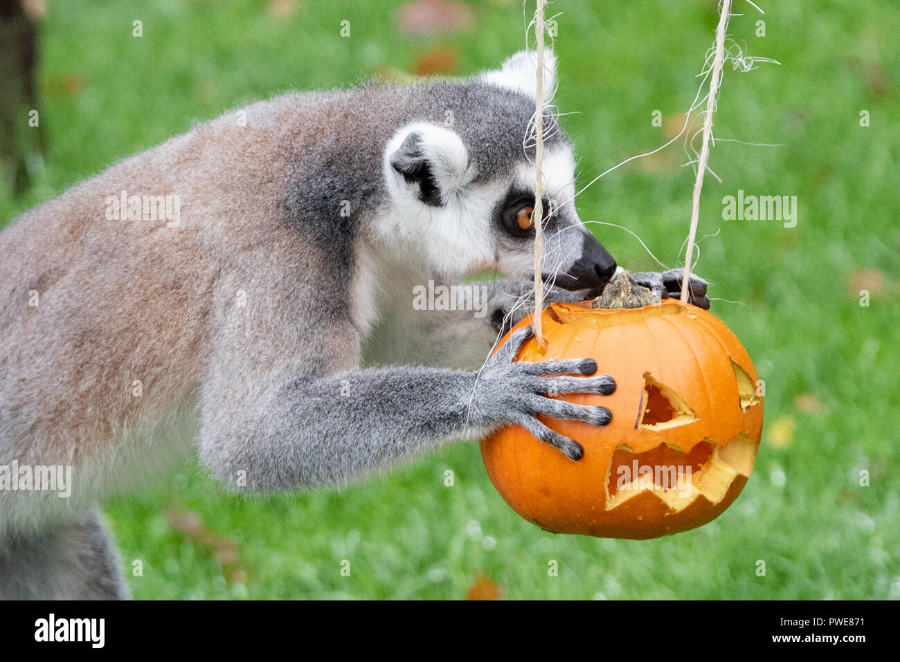 Whipsnade, United Kingdom. 16 October 2018. Keepers at ZSL Whipsnade Zoo carved huge pumpkins for each of the Zoo’s three endangered Amur tiger cubs, Dmitri, Makari and Czar. The Zoo’s spirited group of ring-tailed lemurs, so named after the ghosts of Roman mythology (lemures), also got in on the action. Keepers prepared a series of small pumpkins, filled with raisins and other tasty treats. Credit: Peter Manning/Alamy Live News Stock Photo