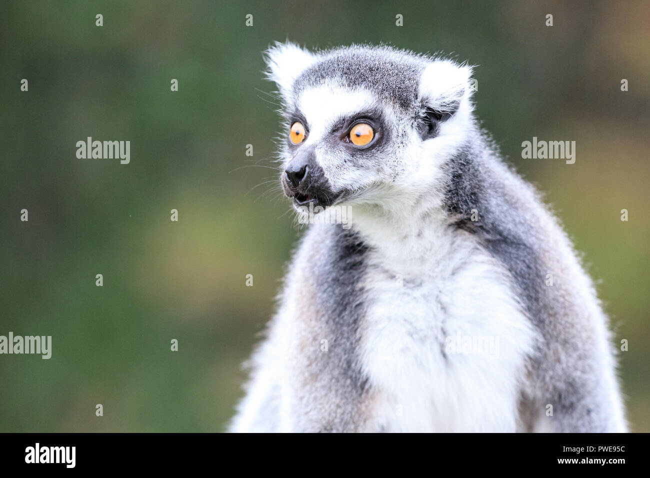 Ring-tailed lemur (lemur catta), close up, exterior, neutral background, funny expression Stock Photo