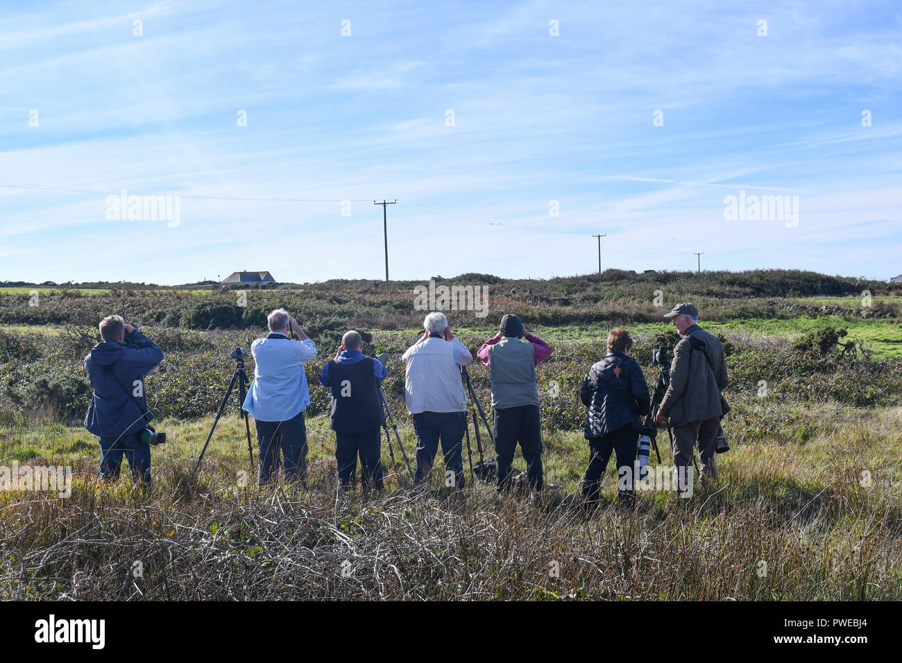Lands End, Cornwall, UK. 16th October 2018. A rare Catbird, mostprobably blown over from America has been spotted down near Lands End. Twitchers from across the UK are coming down to see the bird. A local field has been opened up to accomodate the cars. Credit: Simon Maycock/Alamy Live News Stock Photo