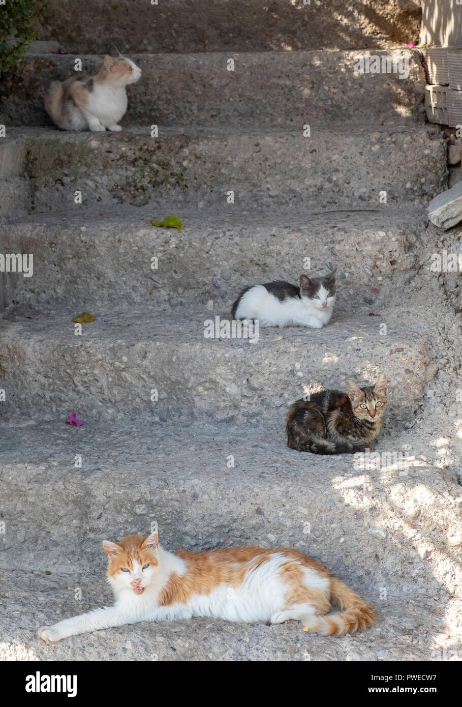 Cats on a concrete stair to a house in a Cypriot village near Paphos