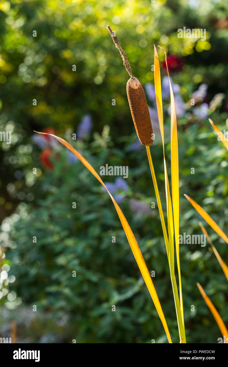 Bulrushes in autumn fall UK beside a garden pond.Cyperaceae Stock Photo