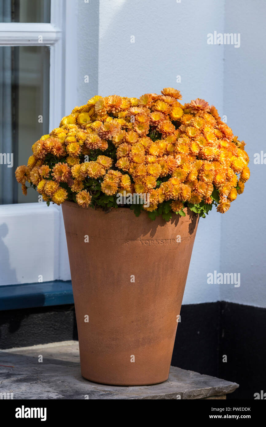Orange pot chrysanthemum growing on a garden step, in autumn fall UK Stock Photo