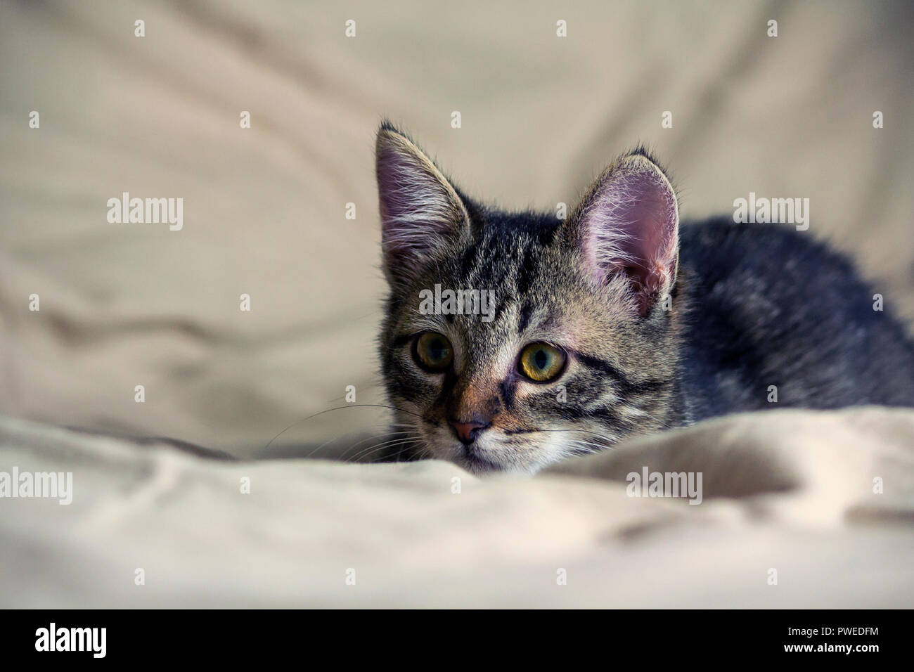 unbred tabby kitten lying on yellowish material, looking carefully to side, background similar material yellow shade, animal full-length lying, Stock Photo