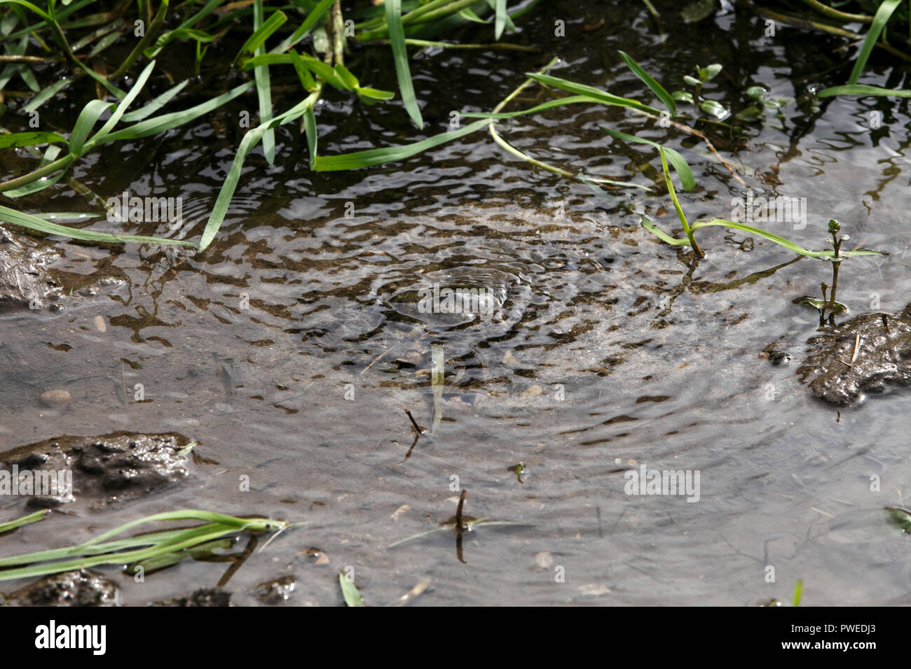 natural spring bubbling up in a field Stock Photo