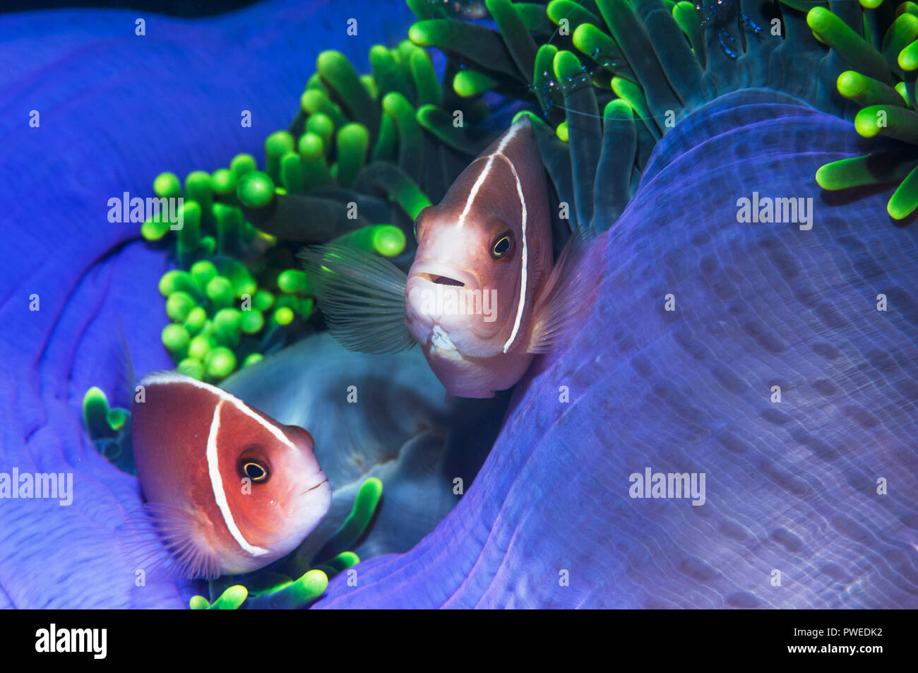 Pink anemonefish [Amphiprion perideraion]. West Papua, Indonesia Stock ...