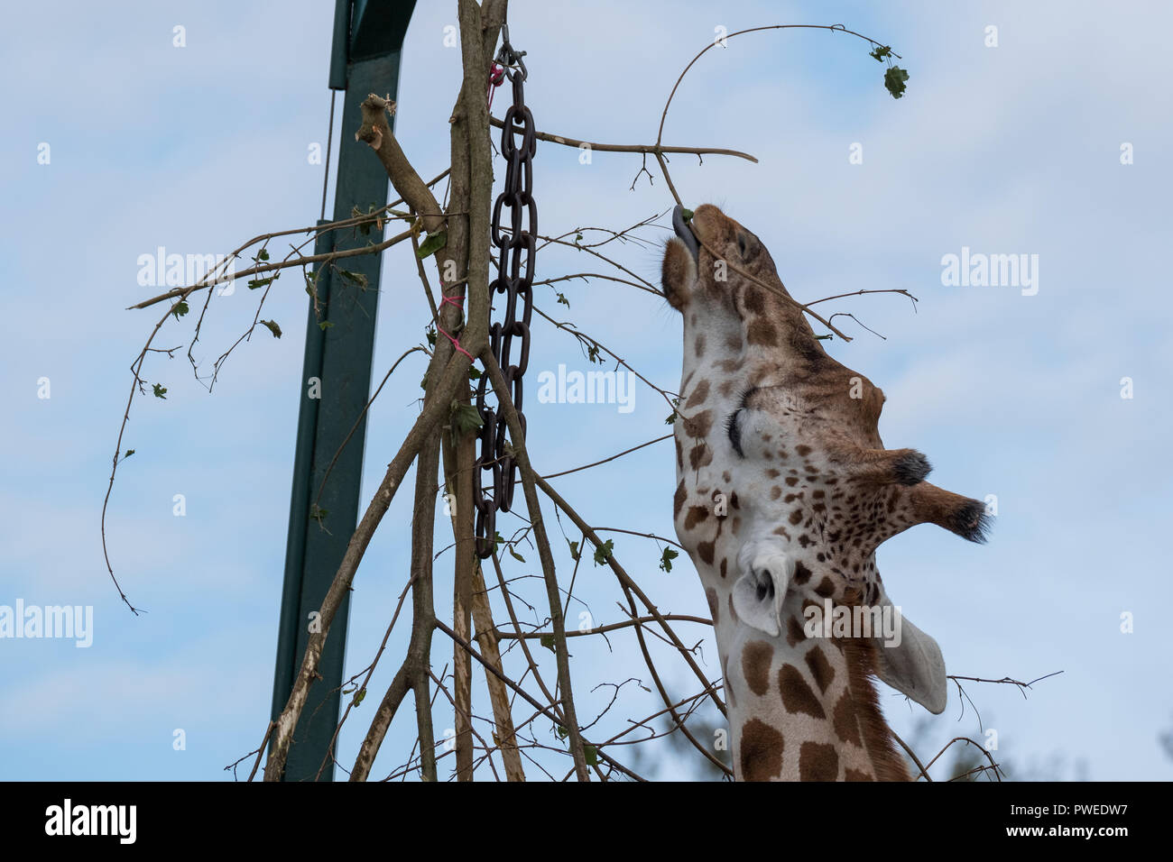 Giraffe, reaching up and eating leaves from a tall tree at Port Lympne