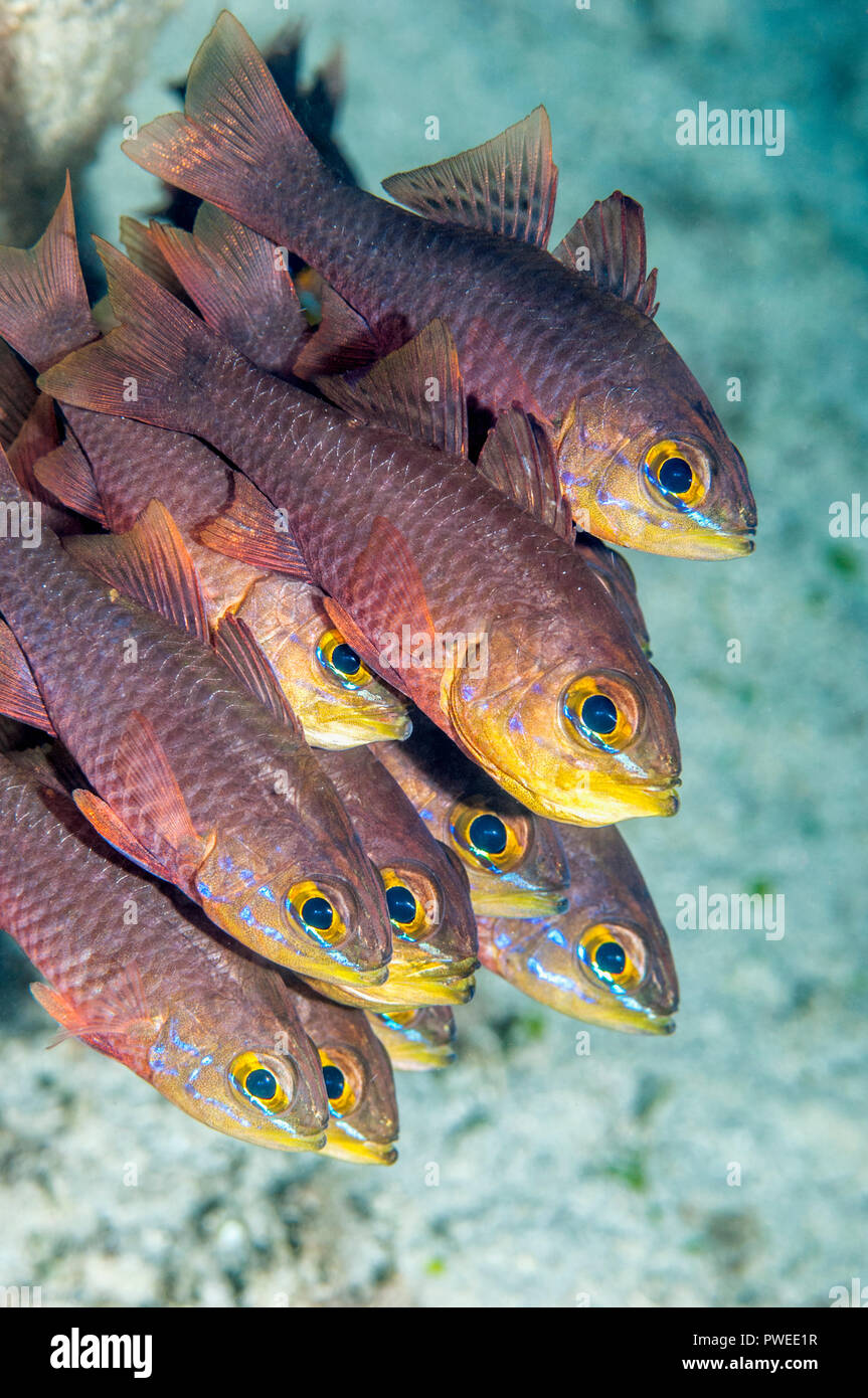 Yellowlined cardinalfish [Apogon chrysotaenia] in a tight little school ...