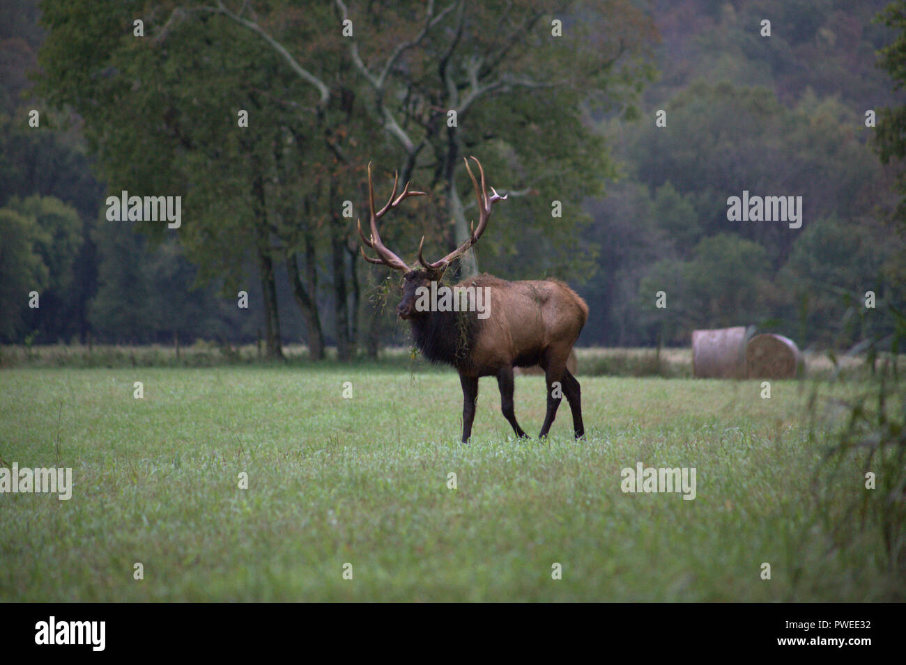 Arkansas Elk Stock Photo
