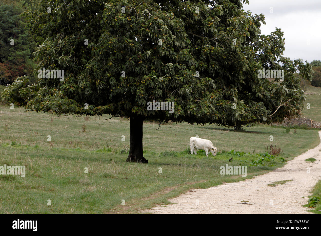 Broadleaf tree in the UK, pruned or cut or eaten below the height of the livestock around it. Stock Photo