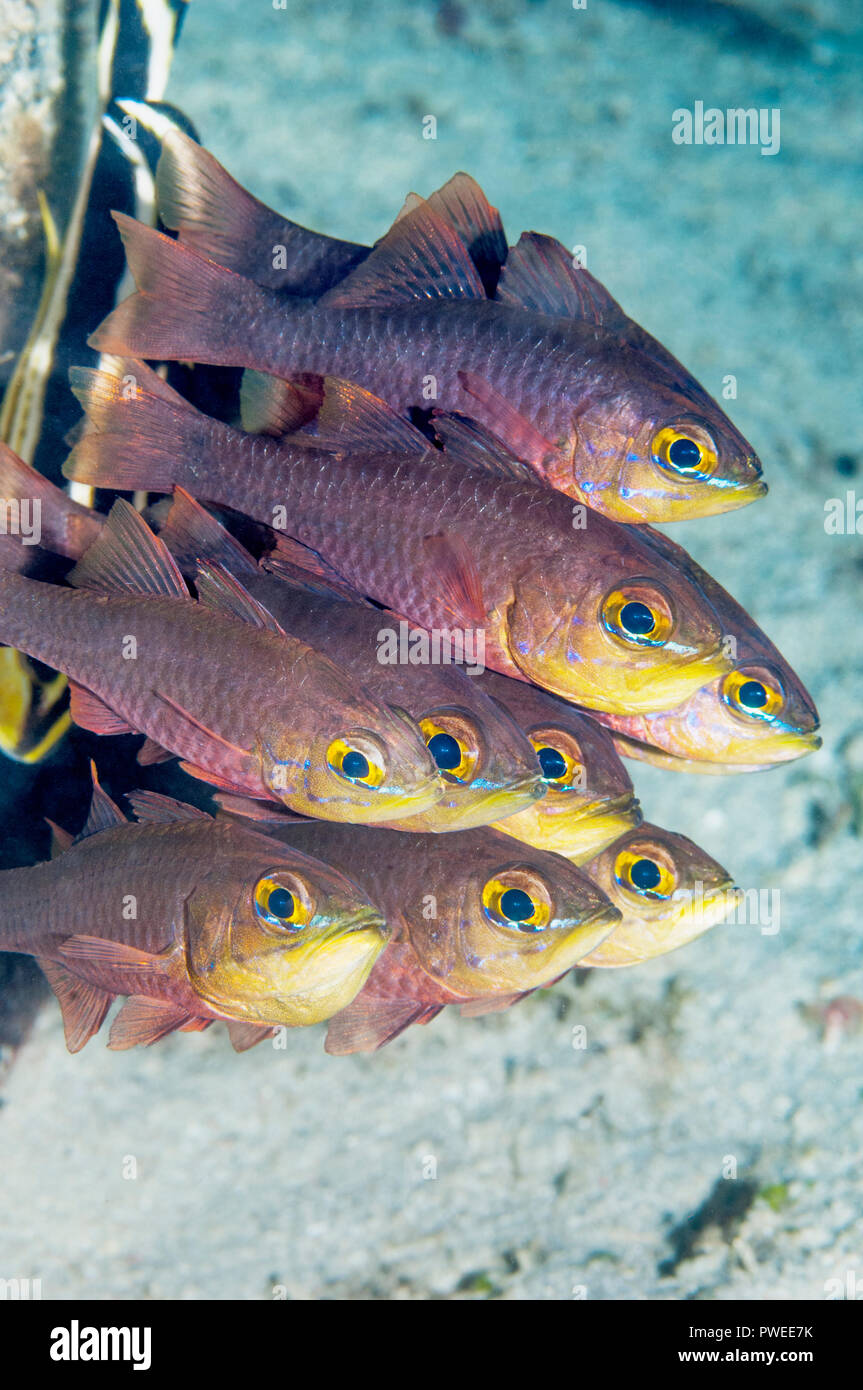 Yellowlined cardinalfish [Apogon chrysotaenia] in a tight little school ...