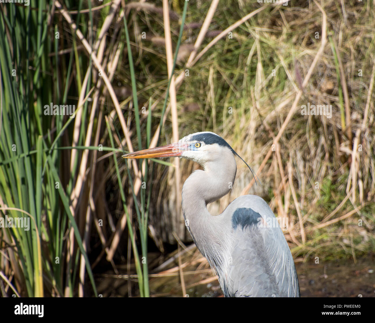 Great Blue Heron waiting for dinner in a marsh like setting Stock Photo