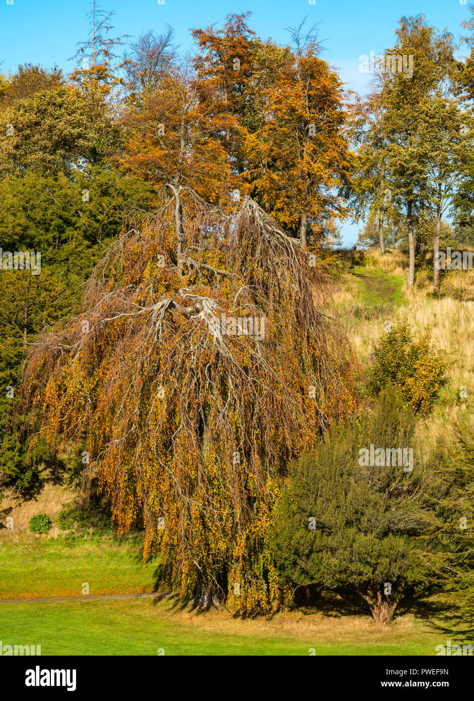 Autumn mature beech tree colour, Dalkeith Country Park, Midlothian, Scotland, UK Stock Photo