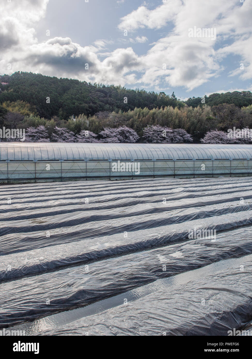 Plastic tunnel house and plastic horticulture, with hanami, sakura cherry in blossom, industrial agriculture, rural landscape, Kochi, Shikoku, Japan Stock Photo