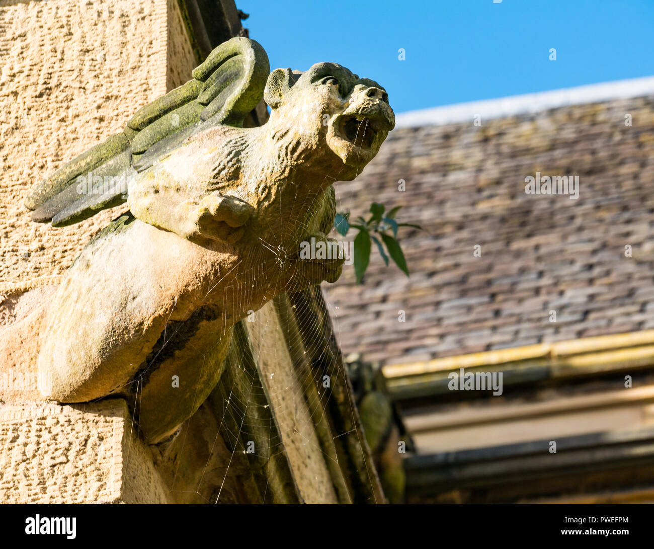 Sandstone beast wtih wings gargoyle covered by cobweb, St Mary's Episcopal Church, Dalkeith, Midlothian, Scotland, UK Stock Photo