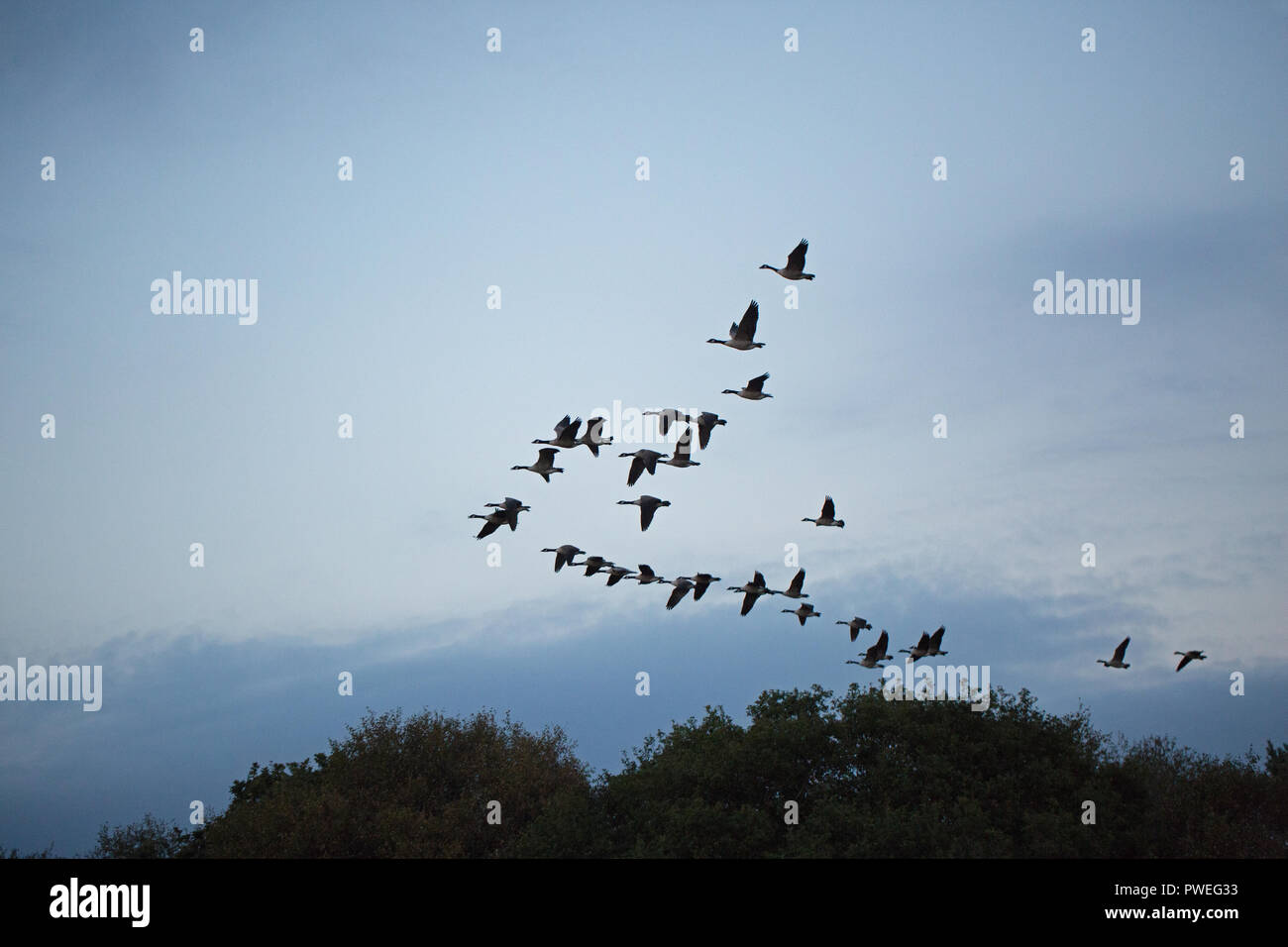 Canada Geese (Branta canadensis). Assembling into ‘V’ formation, flying just over treetops. Evening light. Hickling, Broadland. Norfolk. East Anglia. The UK. Stock Photo