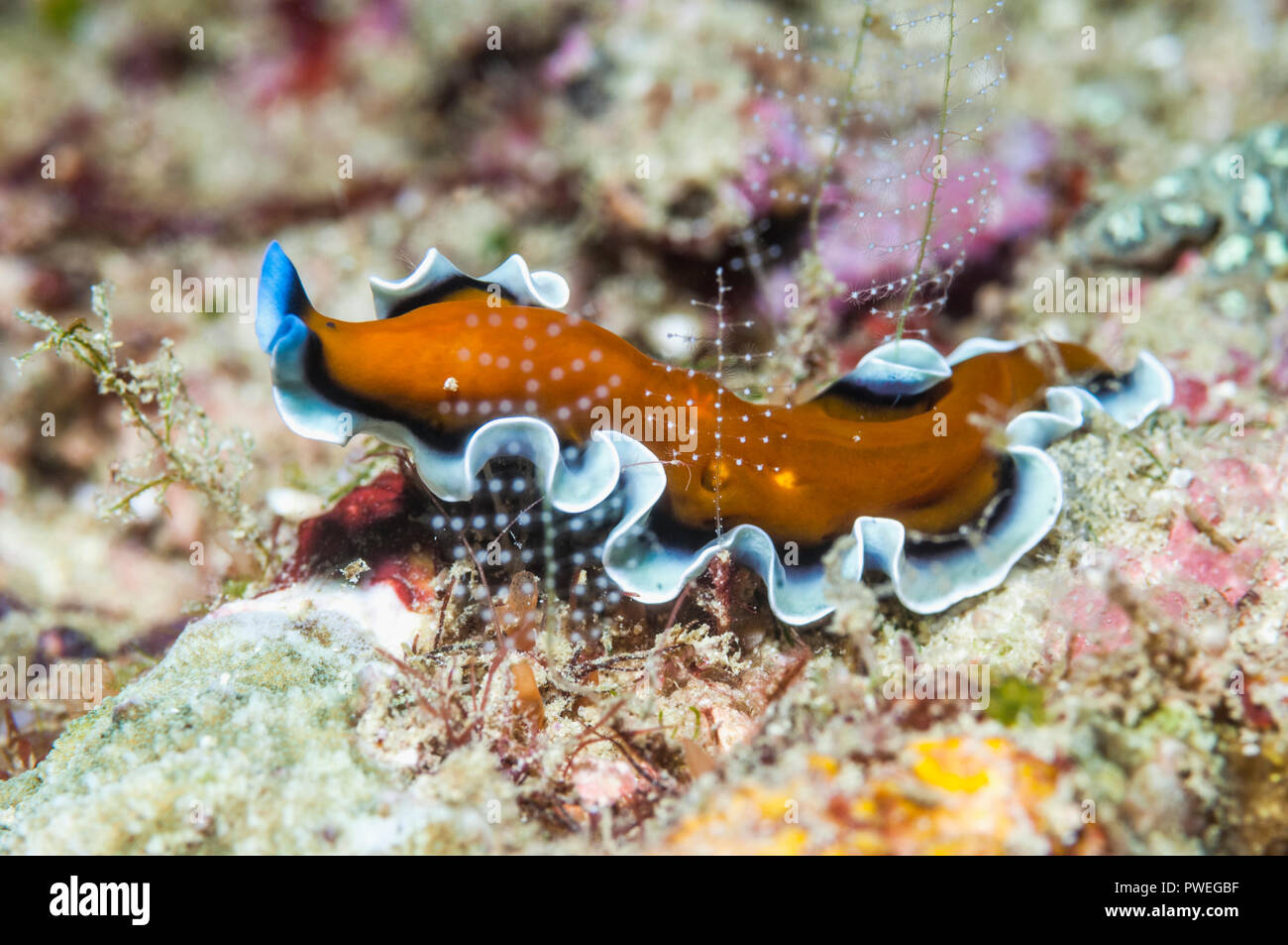 Flatworm.  [Pseudoceros sp.]  West Papua, Indonesia. Stock Photo