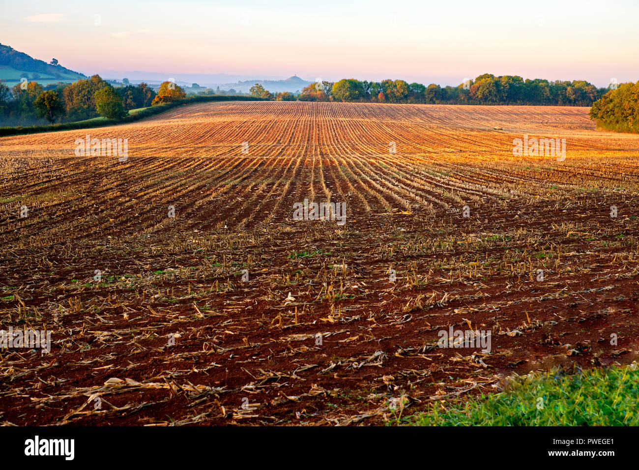 Early morning sunlight on a recently harvested farmland with a view of the Glastonbury Tor. Wells, Somerset, UK Stock Photo