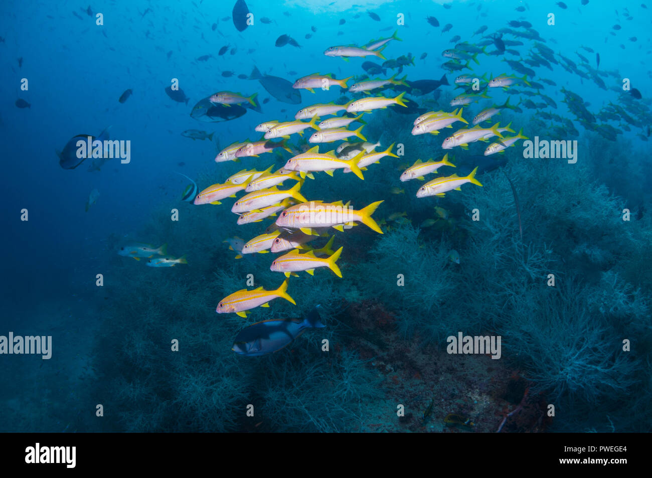 Yellowfin goatfish [Mulloidchthys vanicolensis] with black corals.  Triton Bay, West Papua, Indonesia. Stock Photo