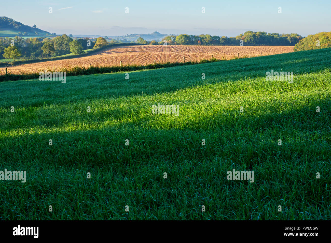Early morning sunlight on a recently harvested farmland with a view of the Glastonbury Tor. Wells, Somerset, UK Stock Photo