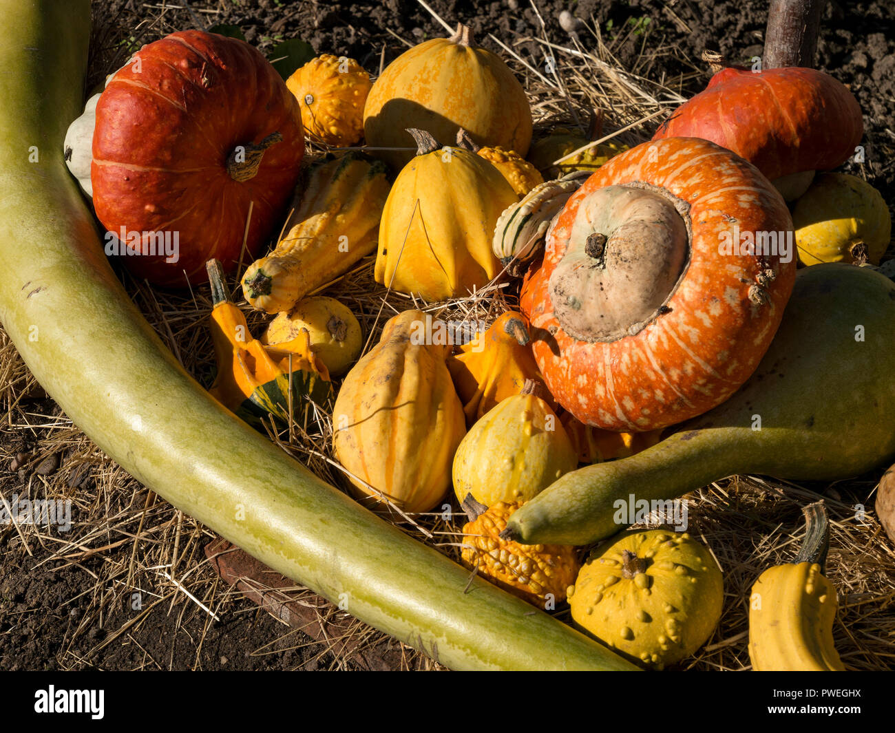 A collection of ornamental multicoloured gourds on a bed of straw