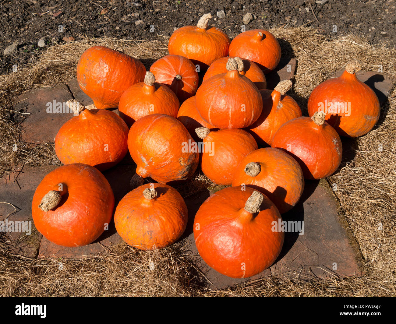 Bright orange Uchiki Kuri pumpkins, also known as Winter / Onion / Hokkaido / Potimarron / Japanese / Orange Hokkaido / Red Kuri squash,UK. Stock Photo
