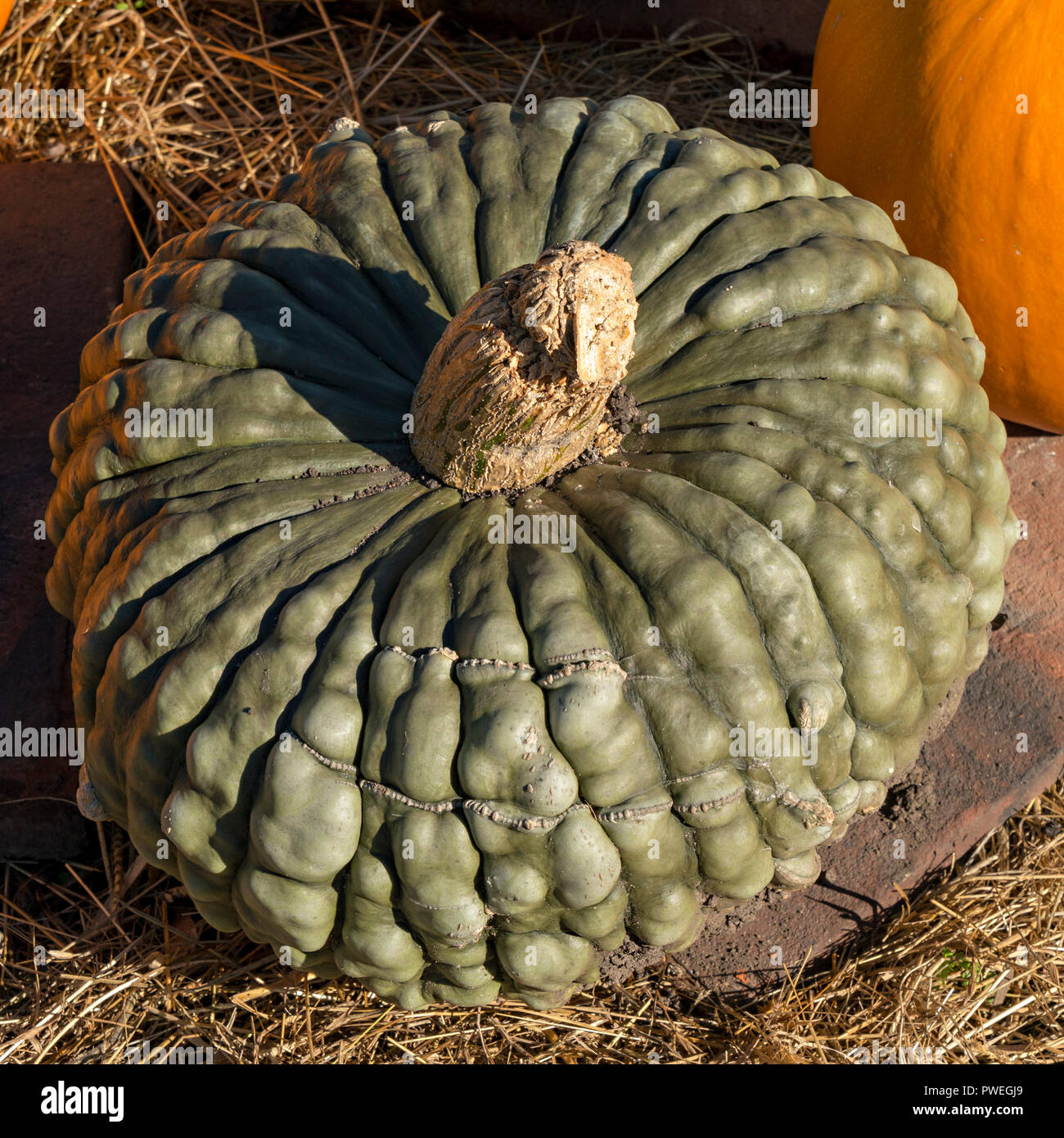 Large green pumpkin Marina di chioggia (Cucurbita Maxima) Pumpkin, UK Stock Photo