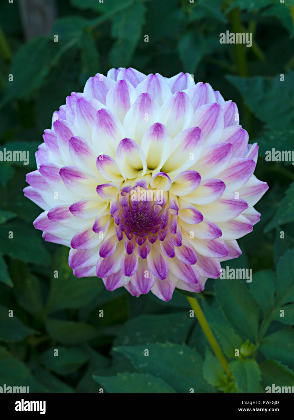 Closeup of single white and purple 'Formby Art' Dahlia flower, England, UK Stock Photo