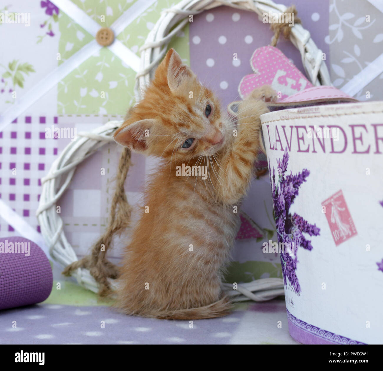 ginger kitten, 6 weeks old, Stock Photo