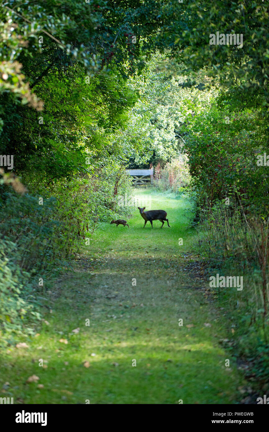 Muntjac Deer (Muntiacus reevesi). Attentive, single parent, mother accompanying precocious young, or fawn. Stock Photo